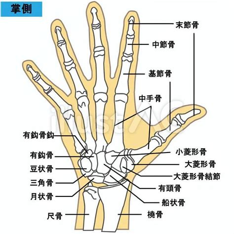 手 骨|手の骨